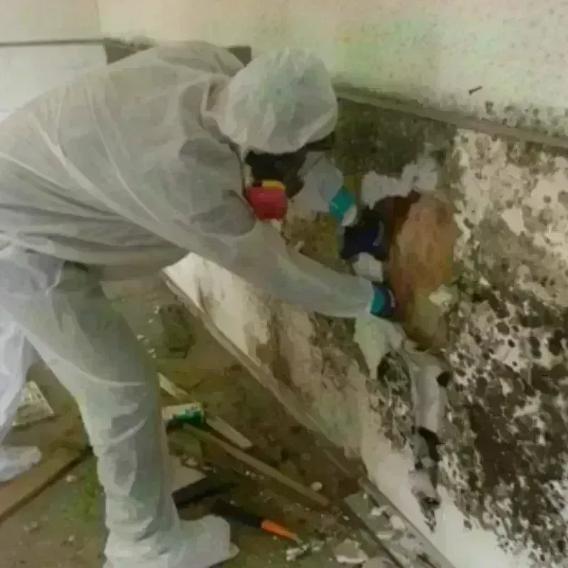 Mold Remediation and Removal in Kulpmont, PA